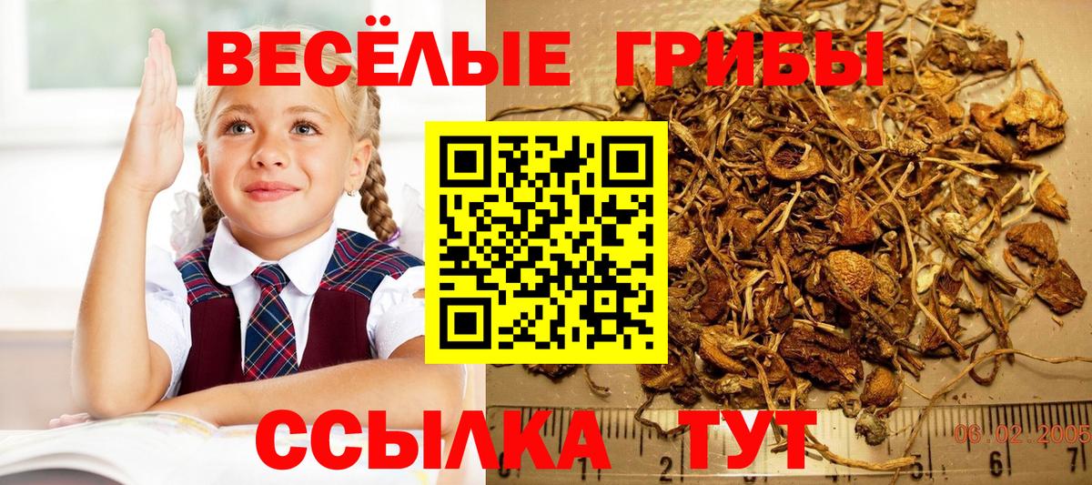 Псилоцибиновые грибы Psilocybe  Галлюциногенные грибы GOLDEN TEACHER  Вход с VPN  Кызыл 